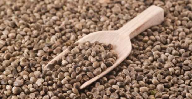 Semi di canapa, valori nutrizionali