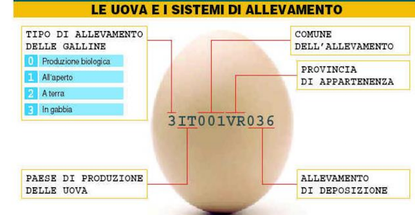 classificazione uova