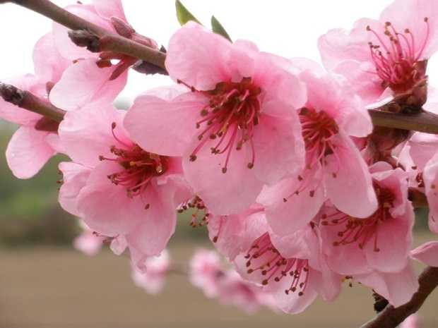 come piantare un pesco