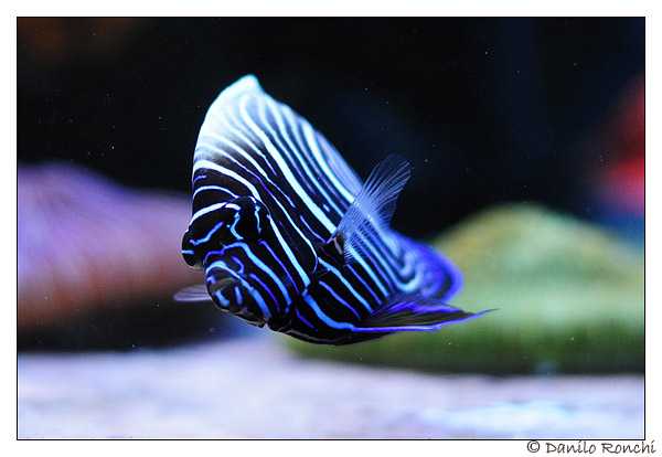occorrente acquario marino