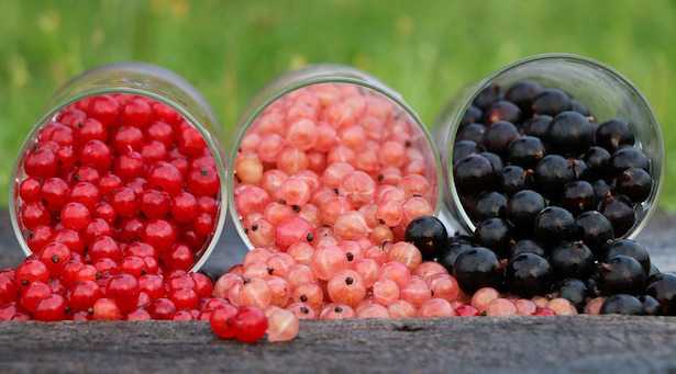 Come coltivare il ribes