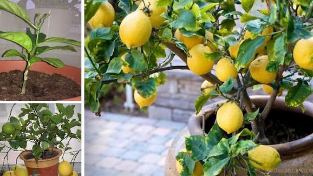 Как ухаживать за лимонами за начинающими. Сорт Ламас лимон. Лимон дерево. Комнатный лимон. Лимон в горшке.