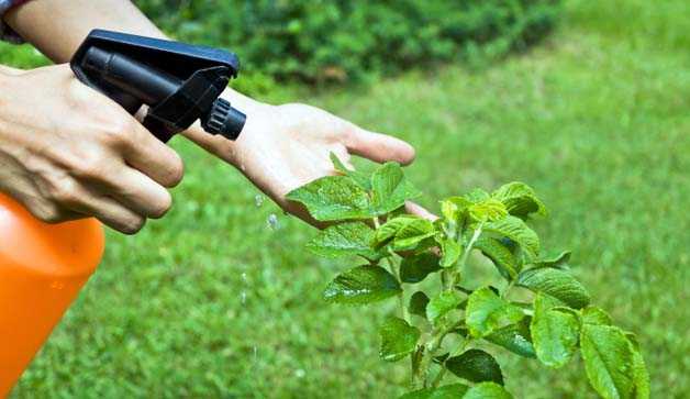 antiparassitari fai da te