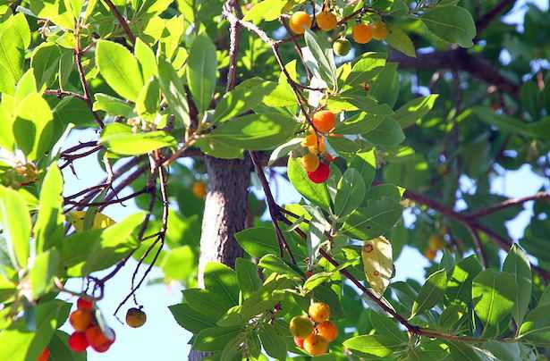 corbezzoli proprietà