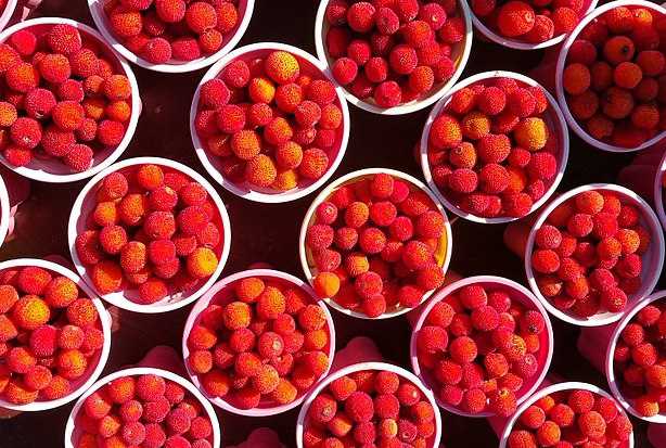 corbezzoli proprietà