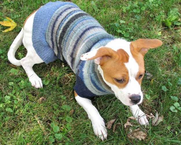 proteggere cane dal freddo