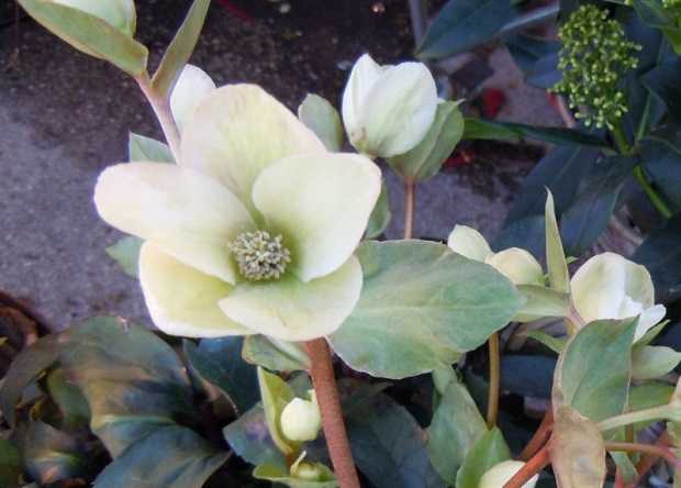 10 Semi Semi Di Fiore Della Rosa Di Natale Helleborus Niger 10 Semi Semi Di Fiore Della Rosa Di Natale Helleborus Niger