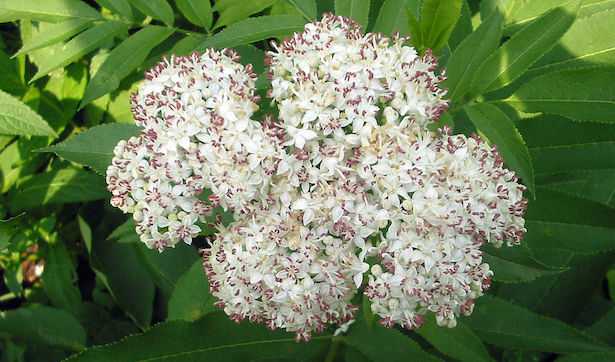 sambuco pianta velenosa