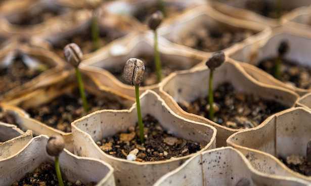 Come far germogliare i semi