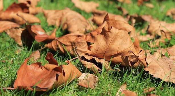 Foglie secche per il compostaggio