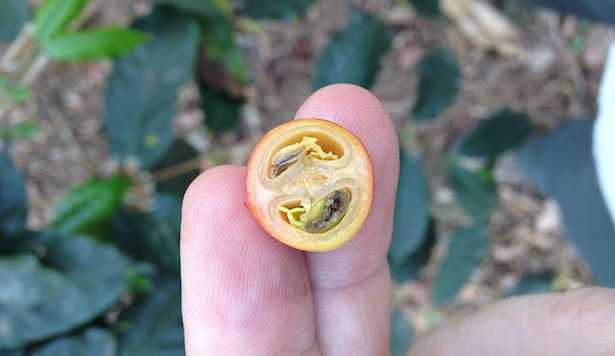 chicco di caffe verde chicco di caffe verde