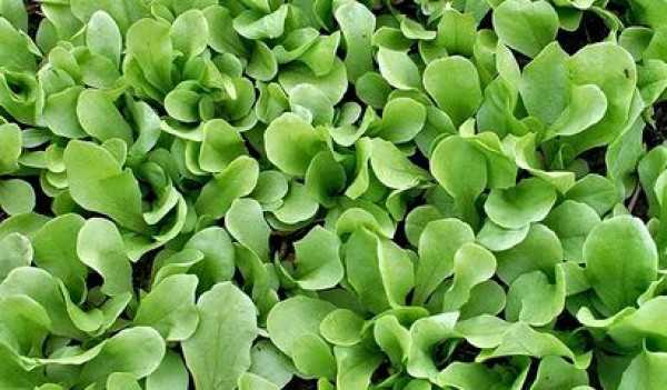 cicoria bionda in vaso