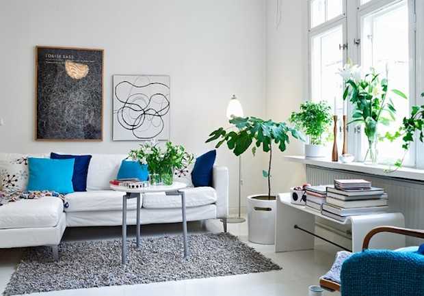 curare piante da appartamento