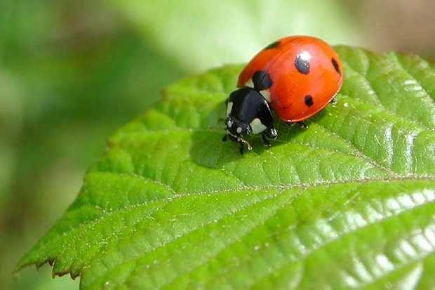 difendere orto dai parassiti