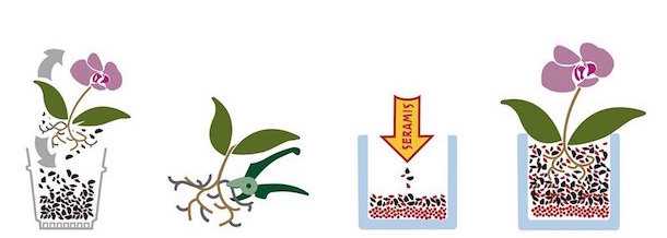 rinvasare orchidee travasare orchidee rinvasare orchidee travasare orchidee