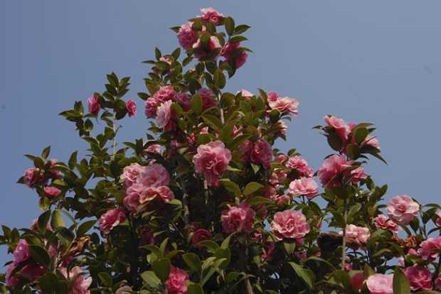 camelie fioritura invernale