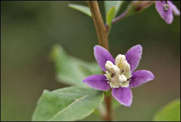 come coltivare bacche di goji