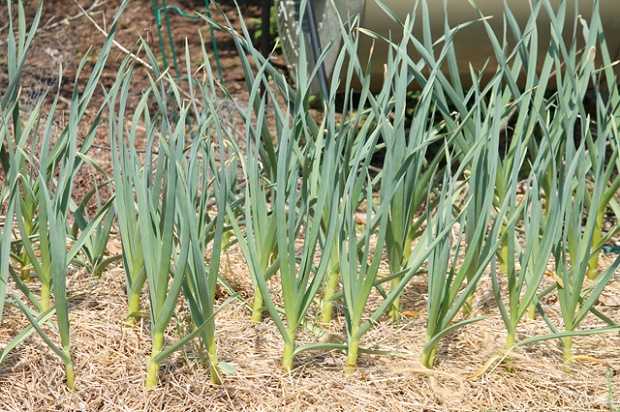 come coltivare l'aglio