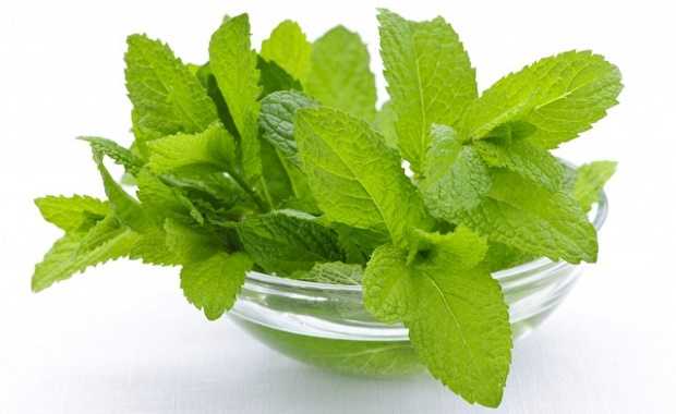 foglie di menta foglie di menta
