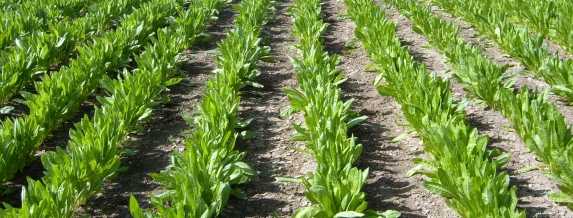 cicoria varietà da taglio o da cogliere