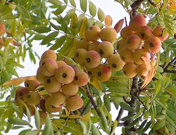 coltivare sorbo maturazione frutti