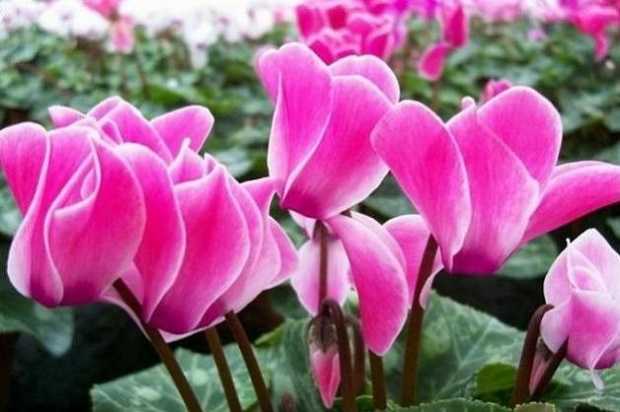 come coltivare i ciclamini