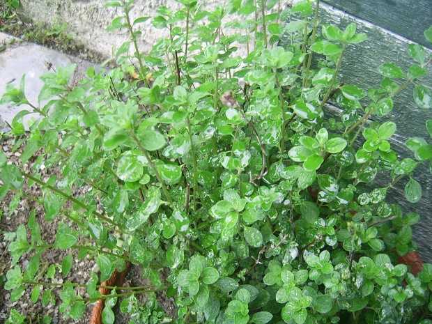 maggiorana proprietà