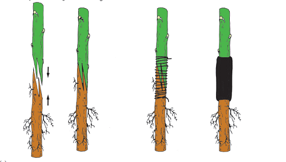 innesto a doppio spacco