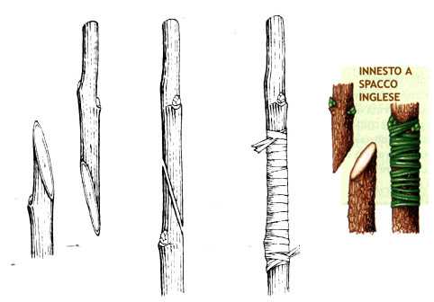 innesto spacco inglese
