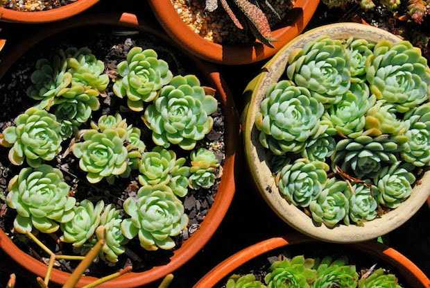 rinvasare succulente