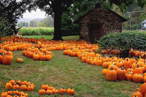 zucca benefici valori nutrizionali