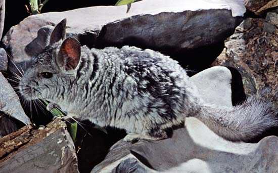 chichillà come allevarlo