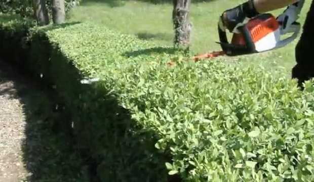 come potare le siepi