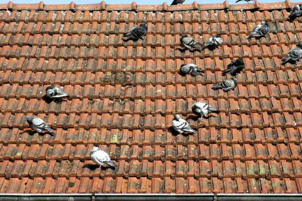 isolamento-copertura