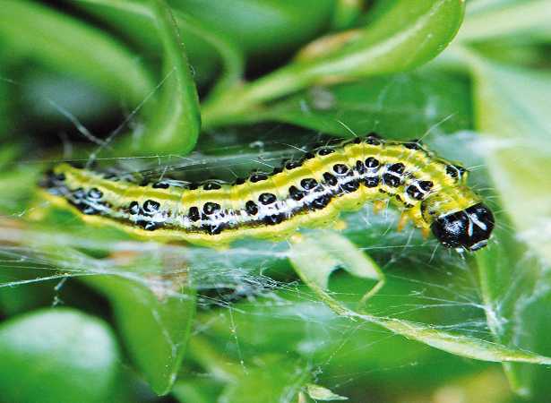 bruco-defogliatore-del bosso