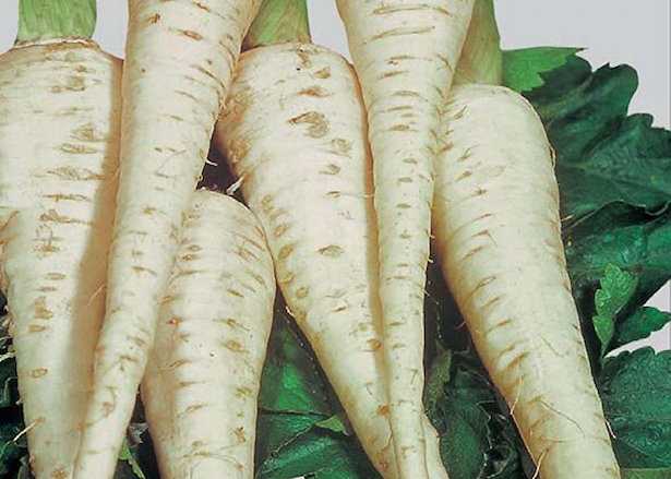 prezzemolo da radice