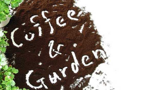 Come riciclare fondi di caffè come riciclare fondi di caffè