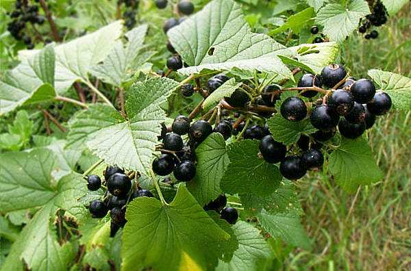 coltivare ribes nero