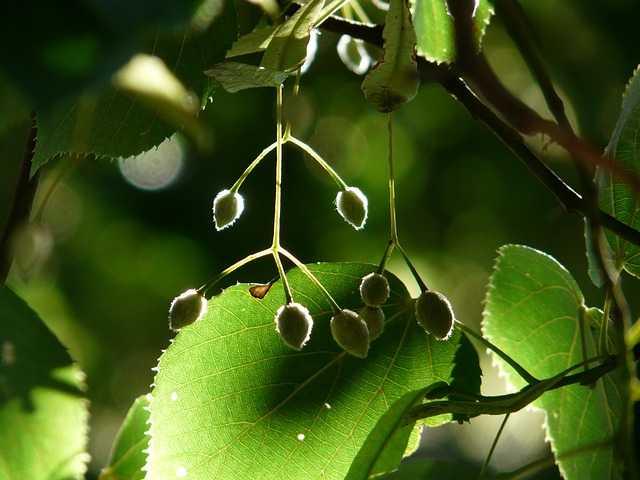 coltivare tiglio albero coltivazione potatura