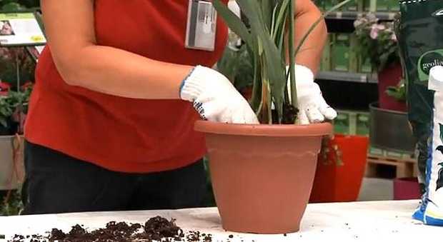 come travasare le piante