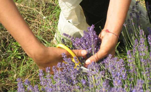 erboristeria naturale
