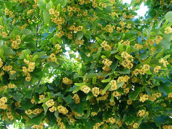 fiori di tiglio raccolta