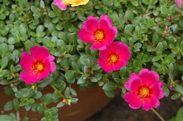 raccogliere semi di portulaca