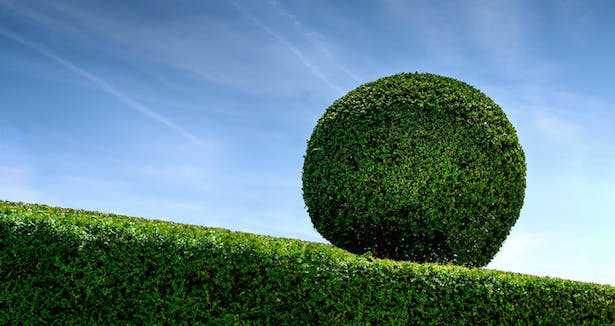 Come piantare una siepe