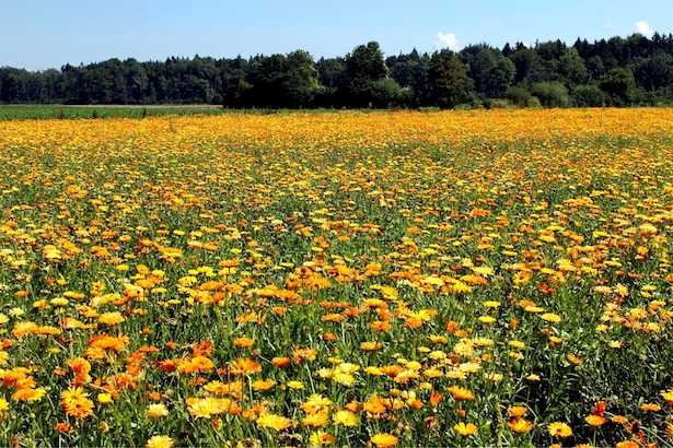 calendula proprietà