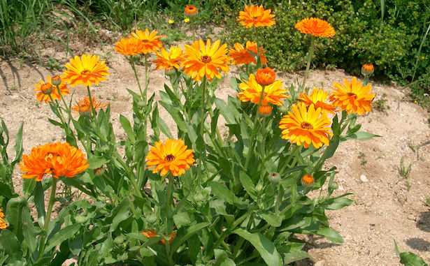 calendula selvatica