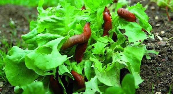 lumache come eliminarle