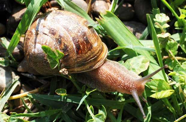 come allontanare le lumache