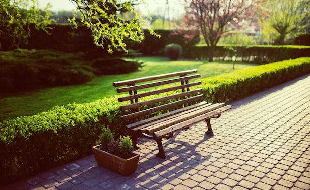 come coltivare una siepe