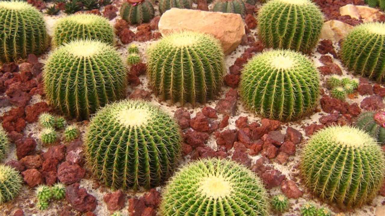 Come Piantare Un Cactus Idee Green